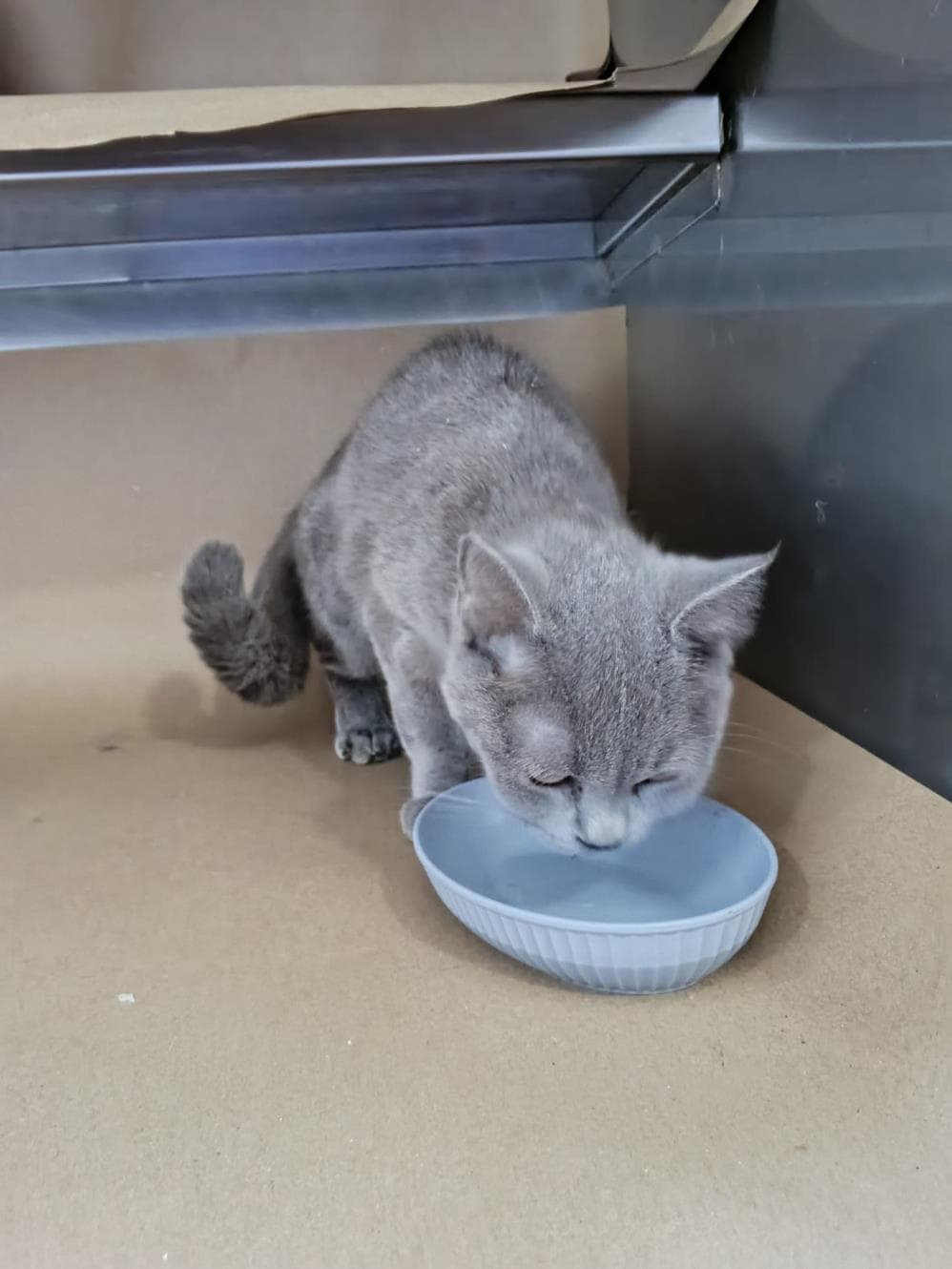 Kekre British Shorthair Kedi, İstanbul