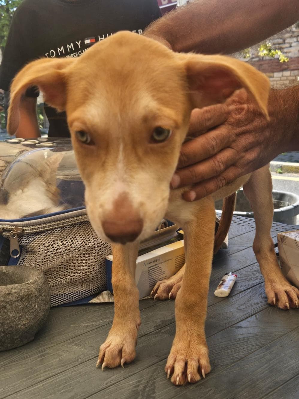 Sarı Melez Köpek, İstanbul