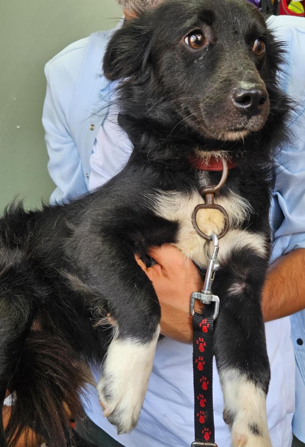 Gölge Melez Köpek, İstanbul