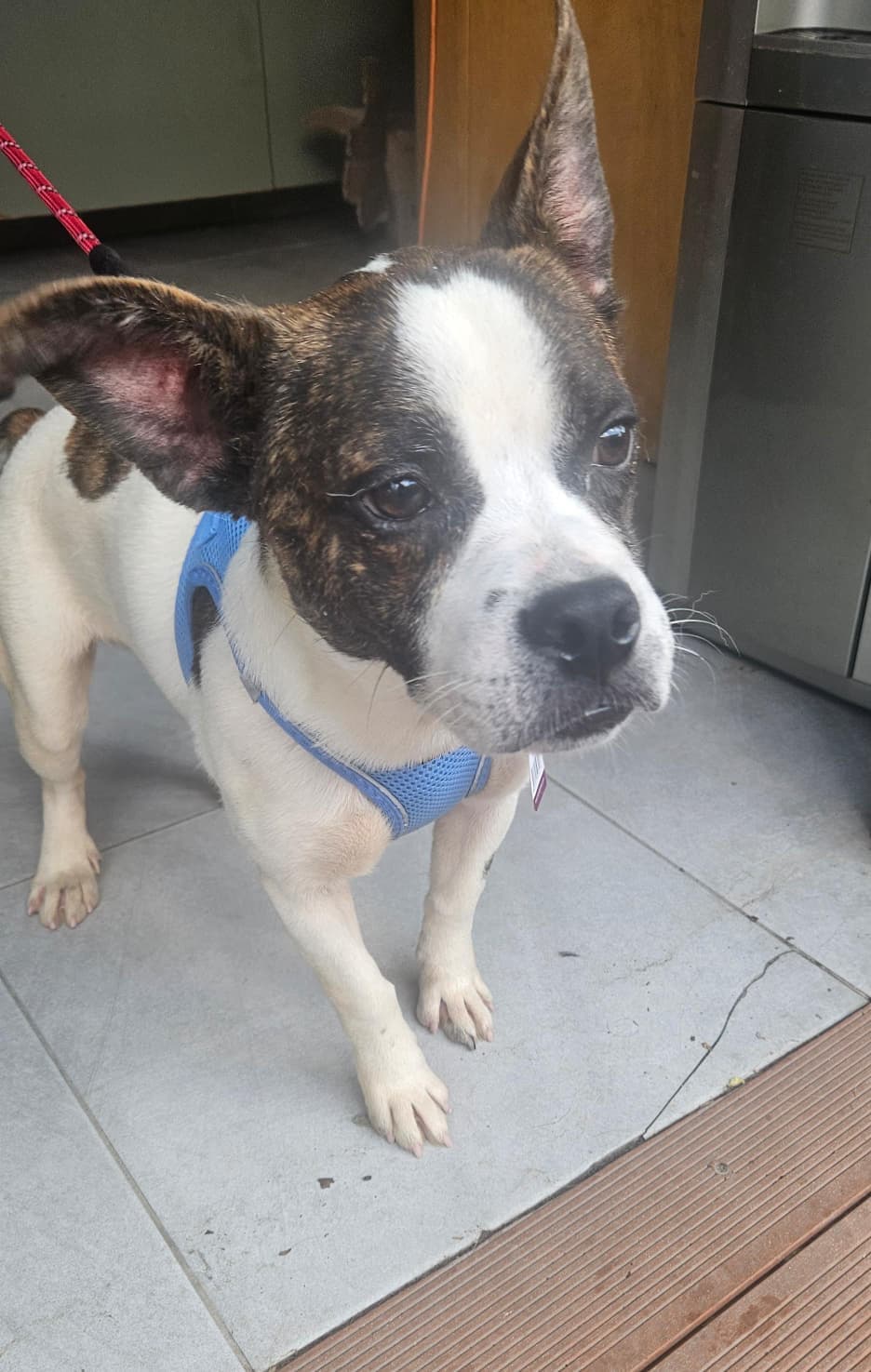 Gio Melez Köpek, İstanbul