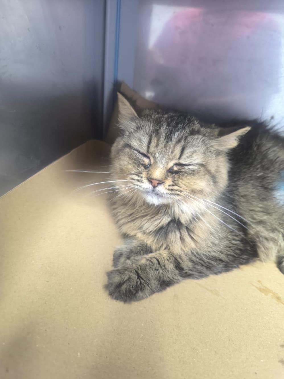 Leydi Tekir Kedi, İstanbul