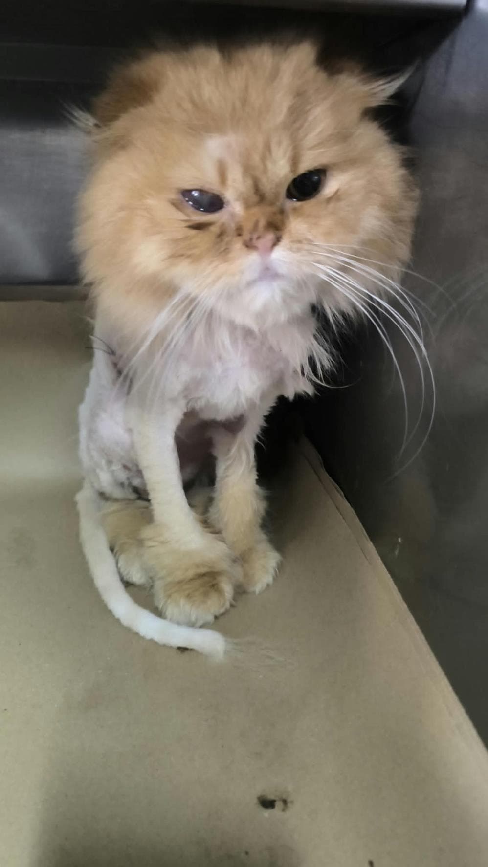 Pisi Sarman Kedi, İstanbul