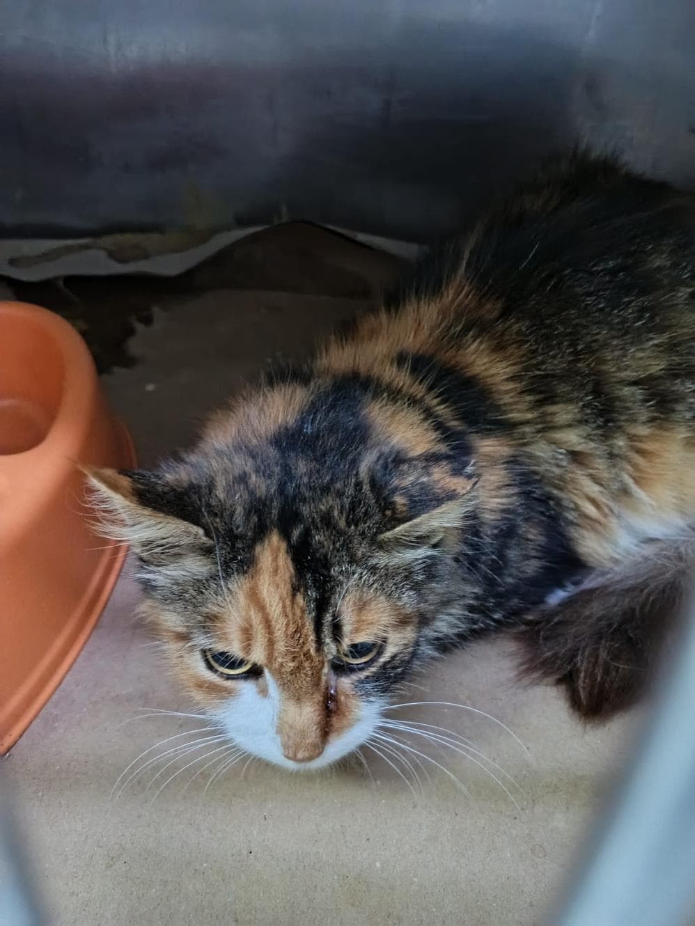 Callie Calico Kedi, İstanbul