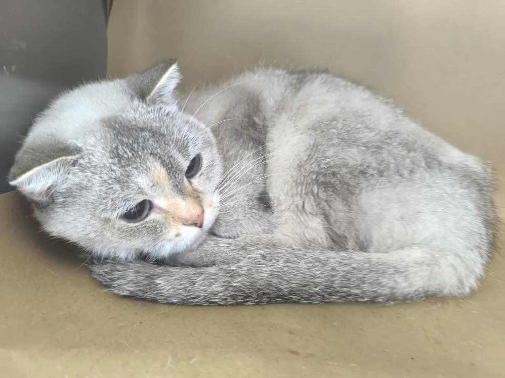 Sakura British Shorthair Kedi, İstanbul