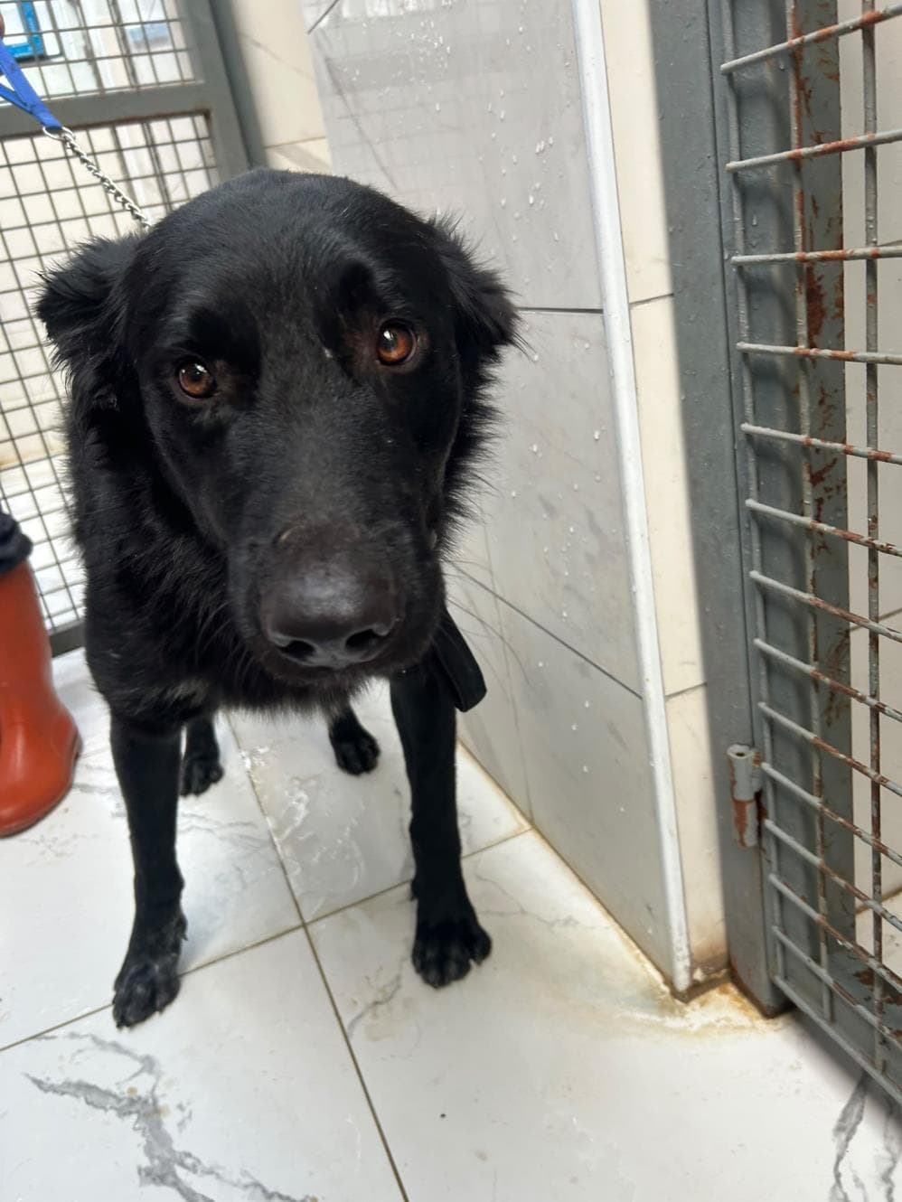 Rex Melez Köpek, İstanbul