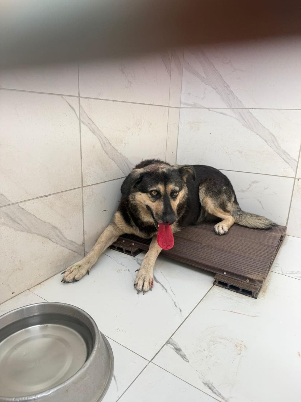 Jully Melez Köpek, İstanbul
