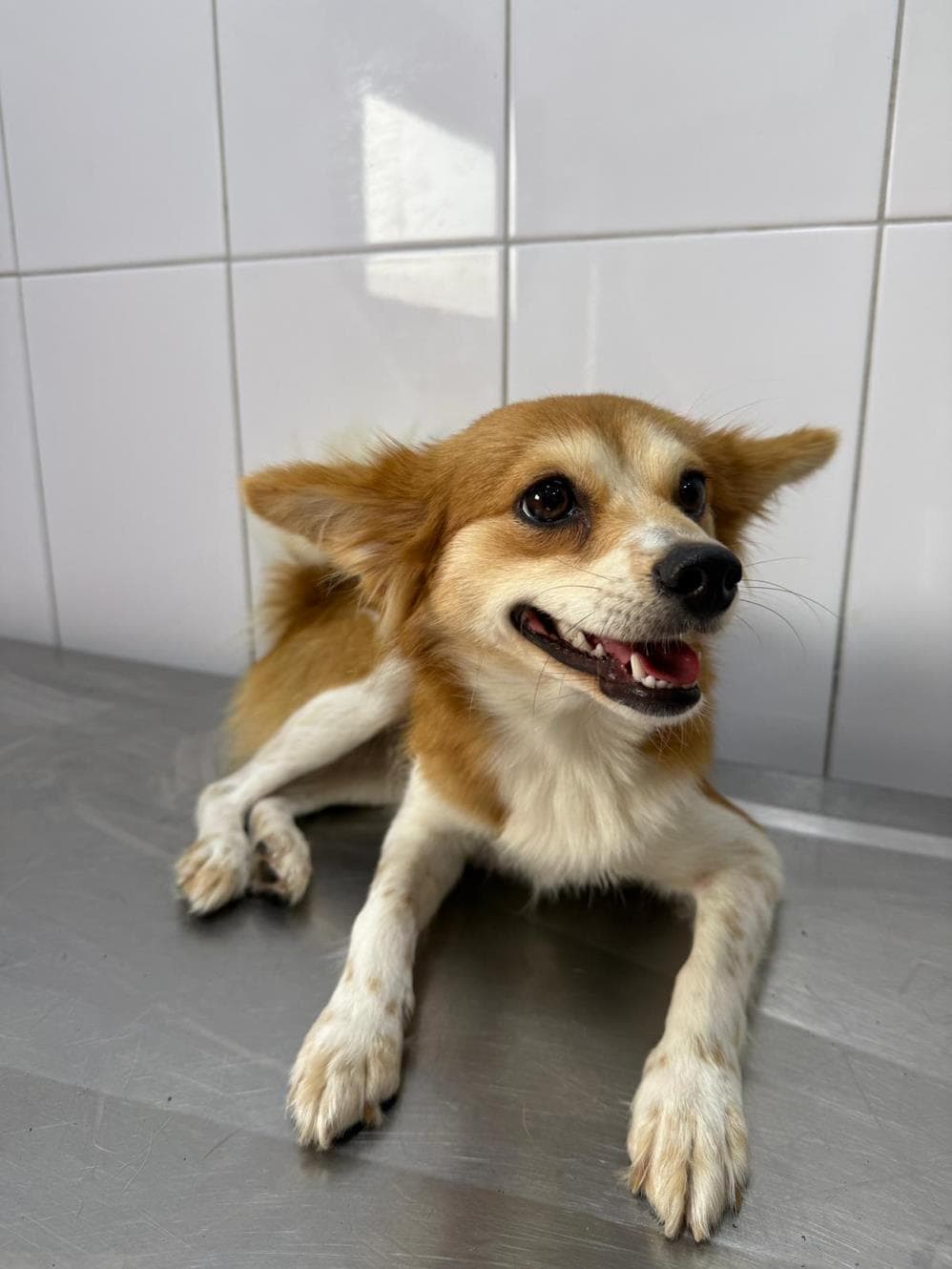 Oli Melez Köpek, İstanbul