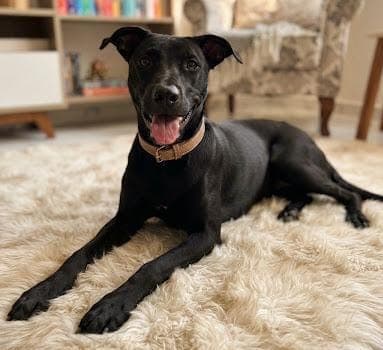 Jumbo Melez Köpek, İstanbul