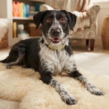 Şerif Av Köpeği Köpek, İstanbul