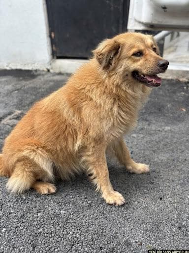 Lidya Melez Köpek, İstanbul