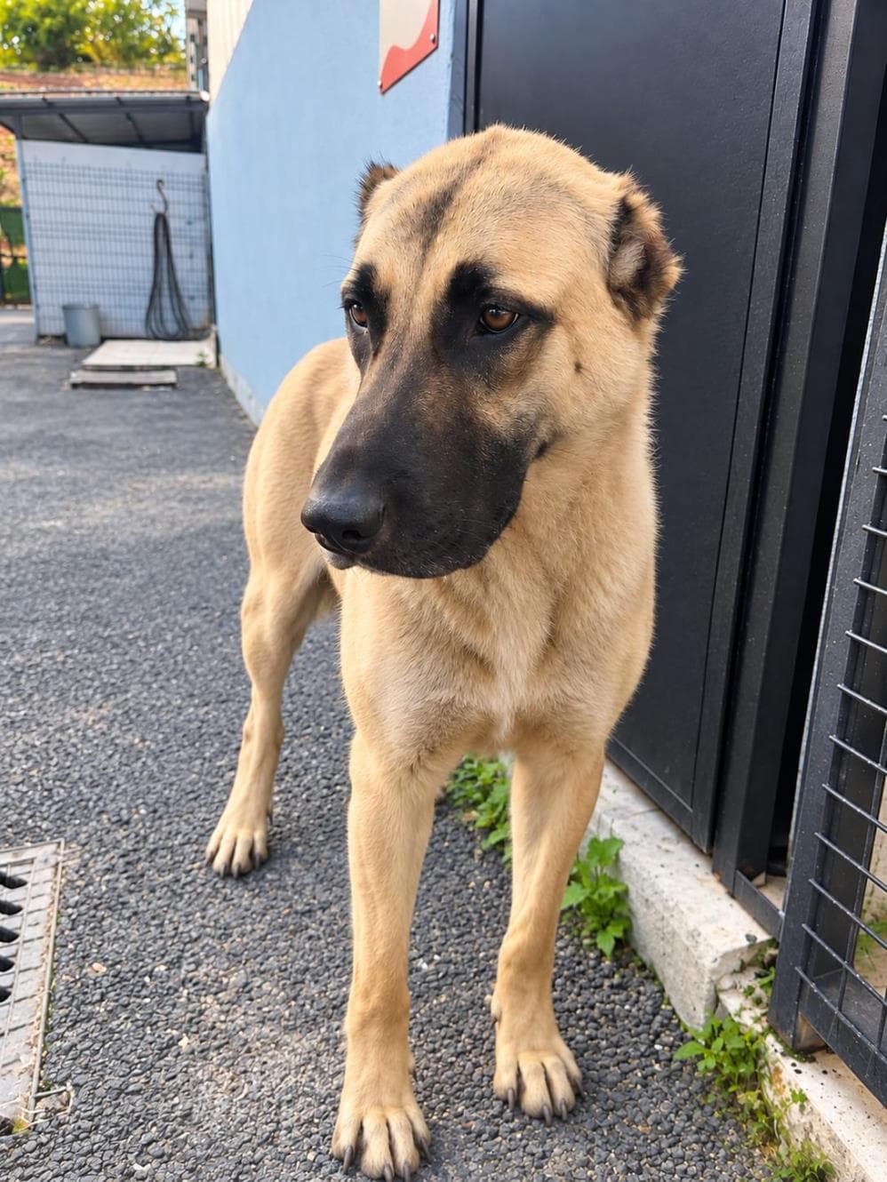 Güneş Kangal Köpek, İstanbul