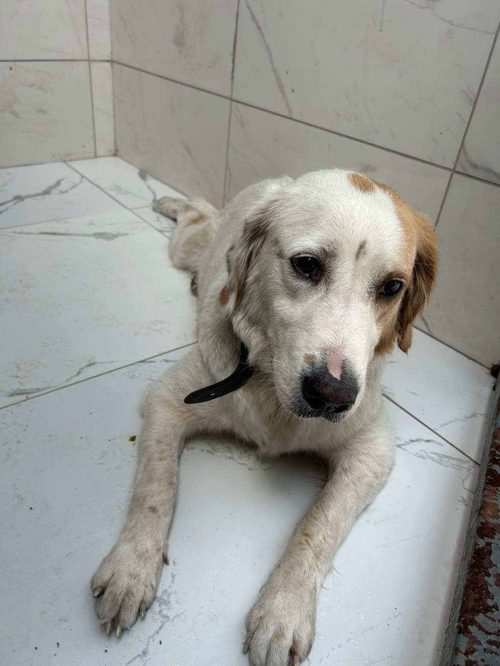 Heli Melez Köpek, İstanbul