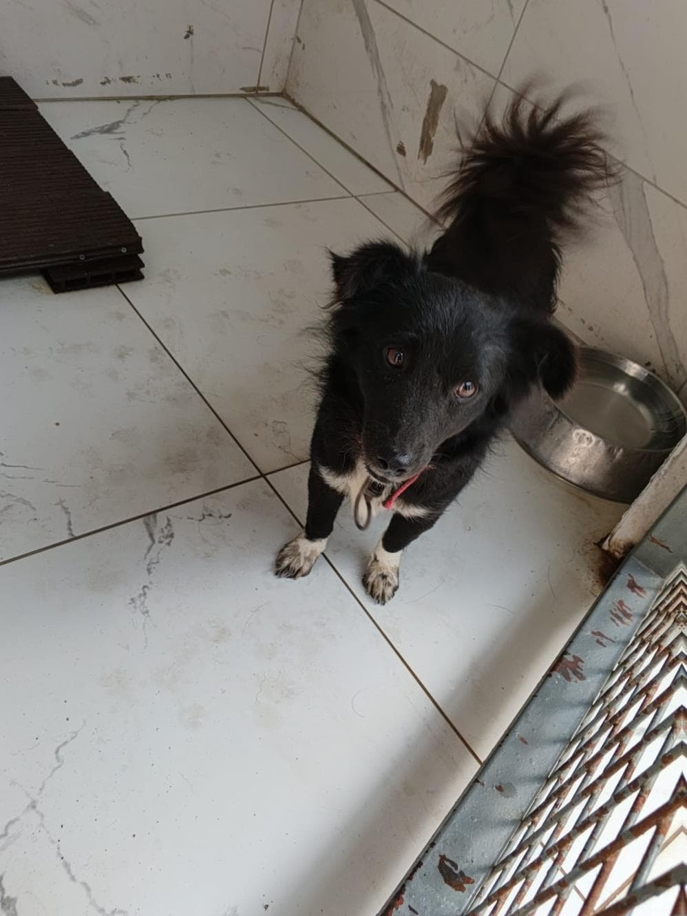 Kömür Melez Köpek, İstanbul