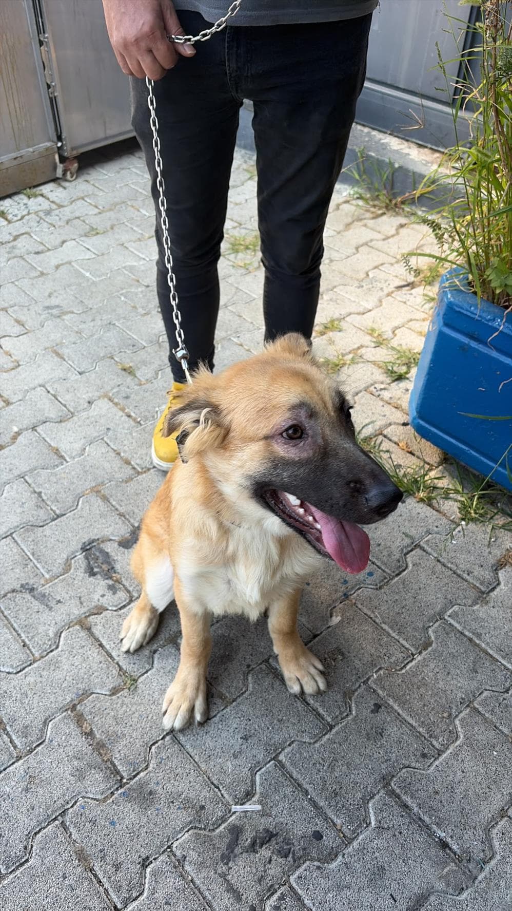 Limon Melez Köpek, İstanbul
