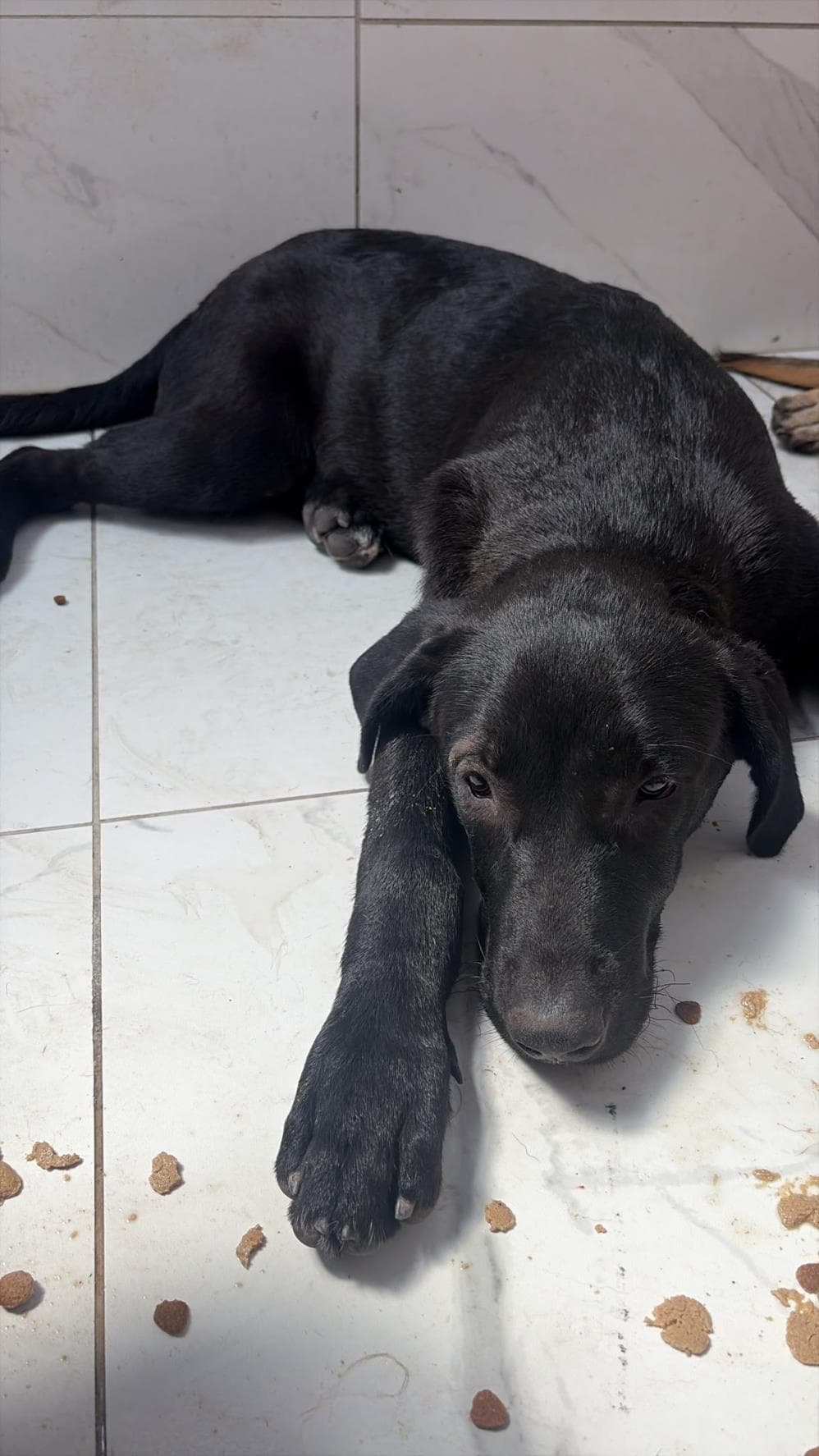 Karam Melez Köpek, İstanbul