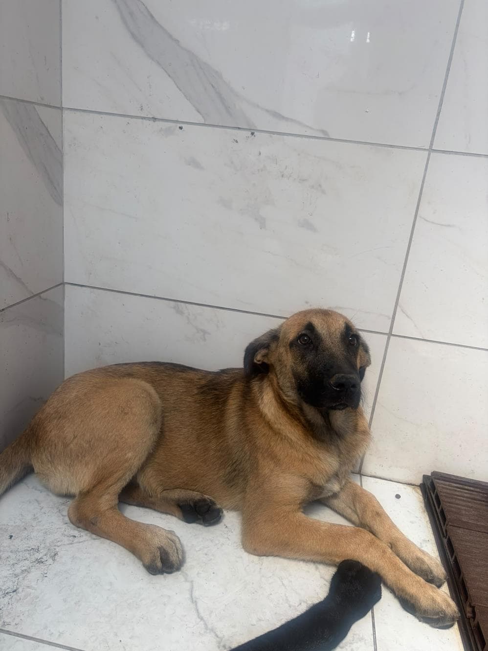 Bal Melez Köpek, İstanbul