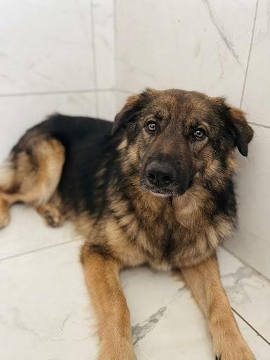 Latte Melez Köpek, İstanbul