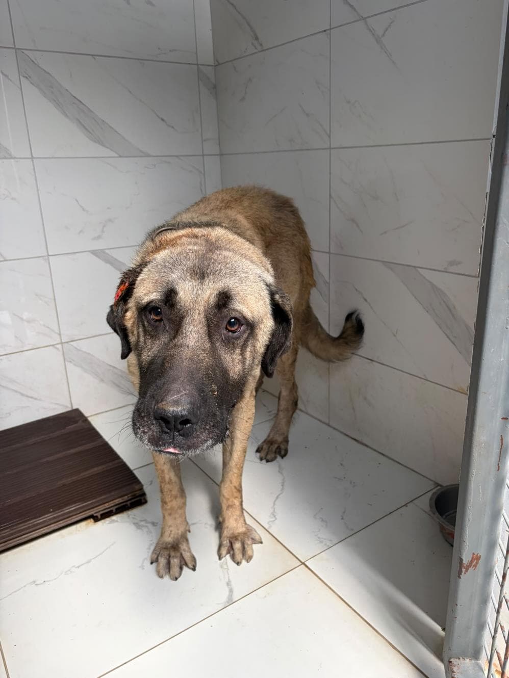 Dede Melez Köpek, İstanbul