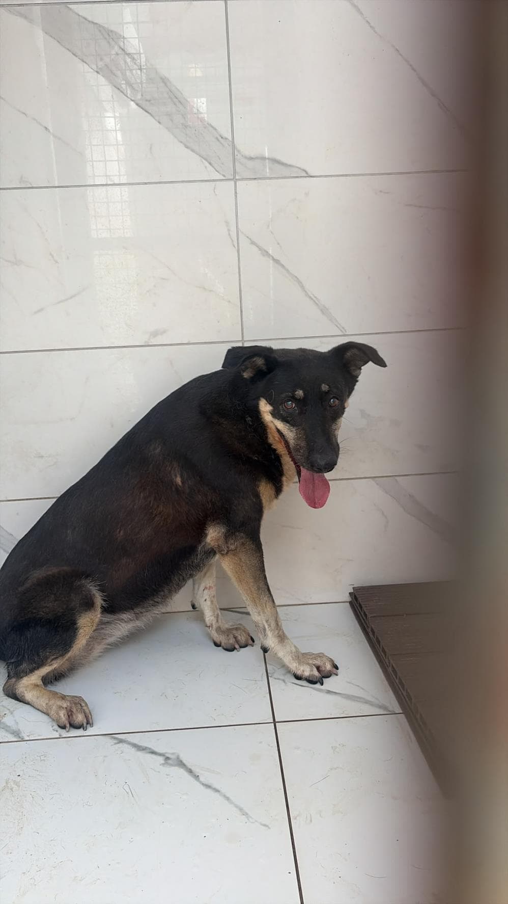 Bade Melez Köpek, İstanbul