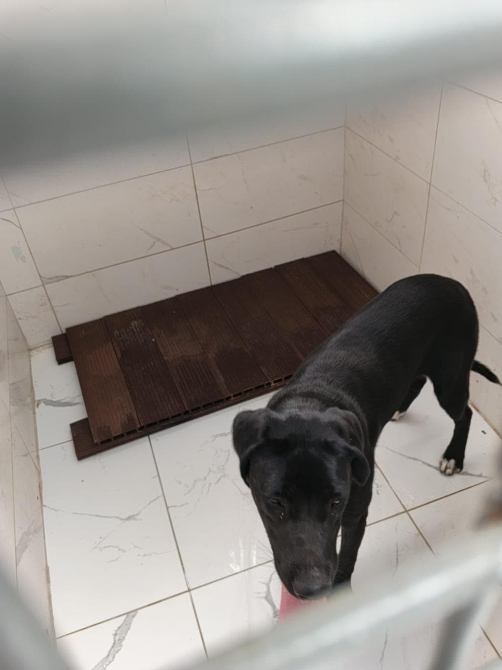 İnci Melez Köpek, İstanbul