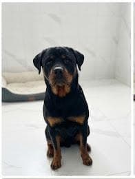 Prenses Rottweiler Köpek, İstanbul