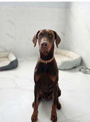 Dobby Doberman Köpek, İstanbul