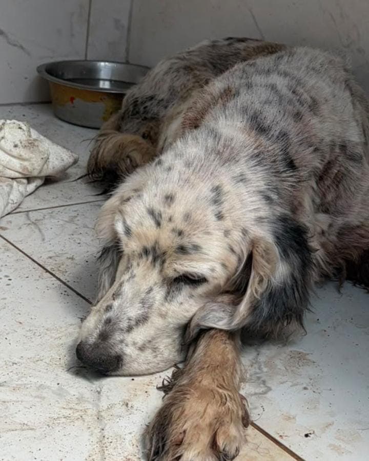 Çilli Av Köpeği Köpek, İstanbul