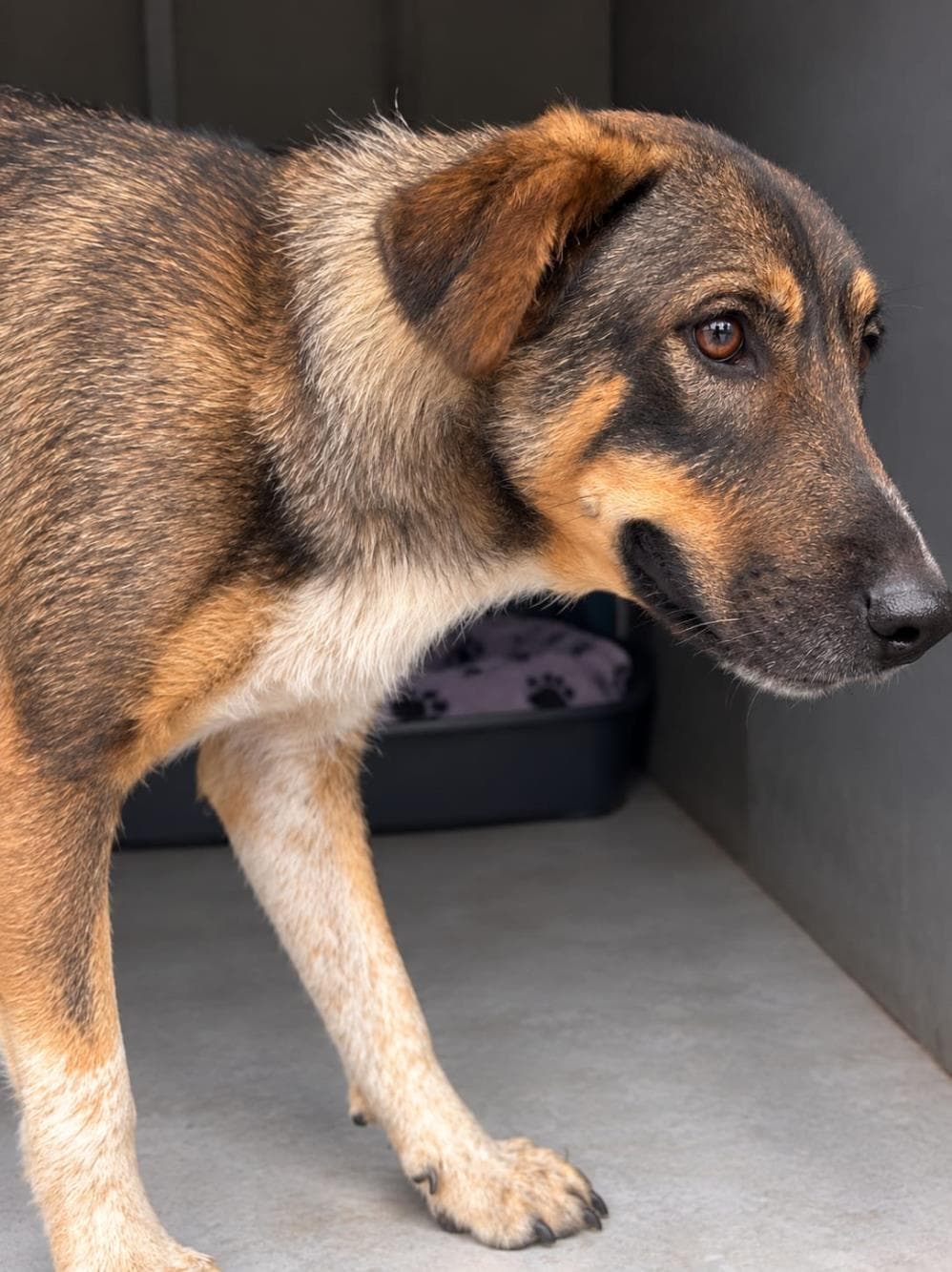 Nero Melez Köpek, İstanbul