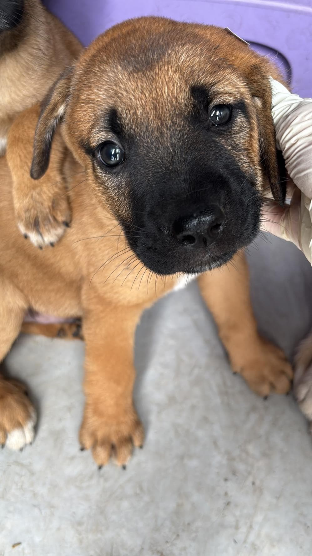 Pablo Melez Köpek, İstanbul