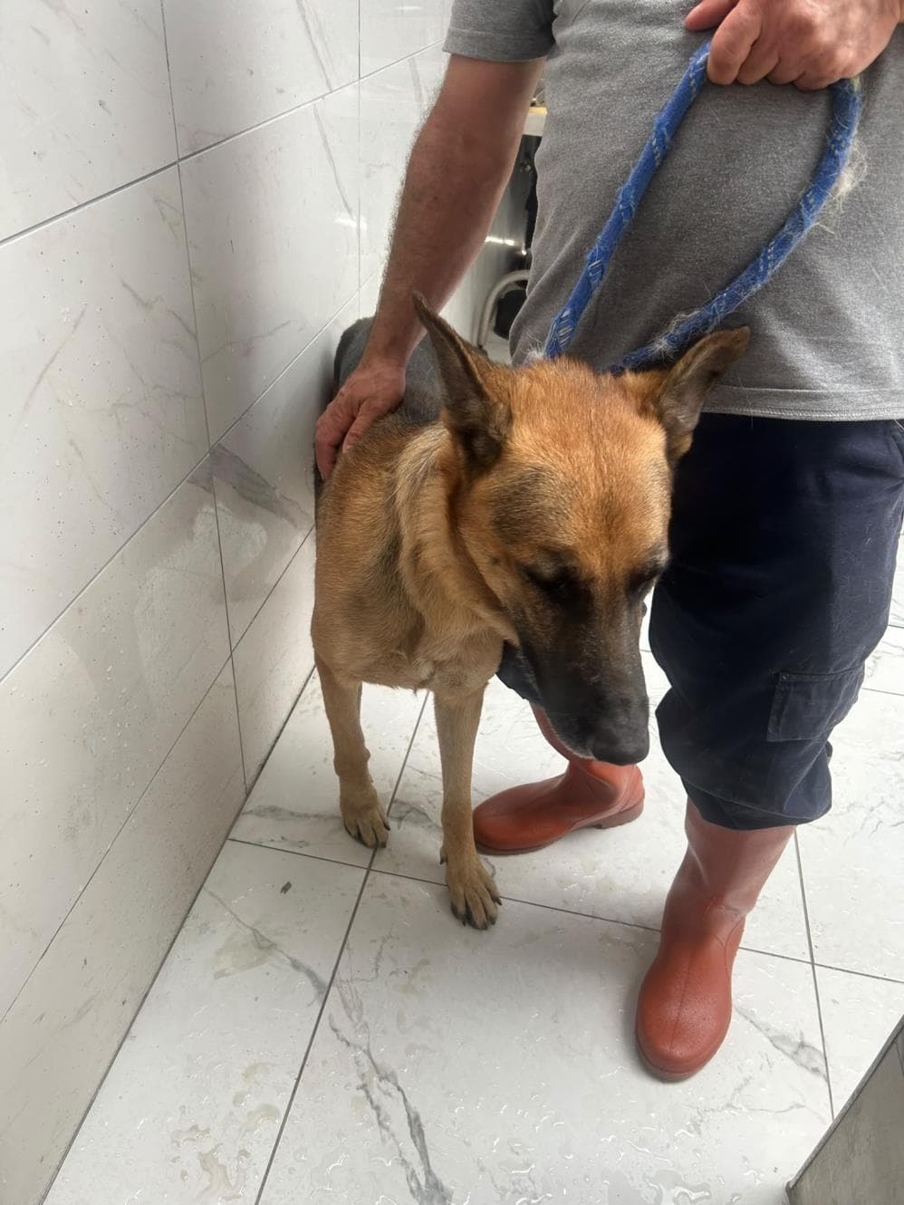 Thor Alman Kurt Köpeği Köpek, İstanbul