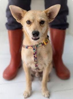 Lilibet Melez Köpek, İstanbul