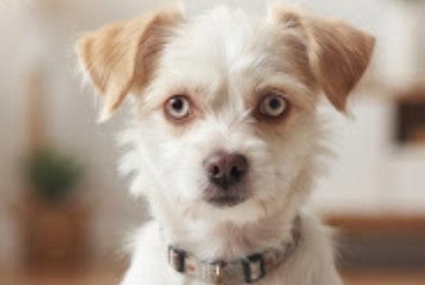 Poka Melez Köpek, İstanbul