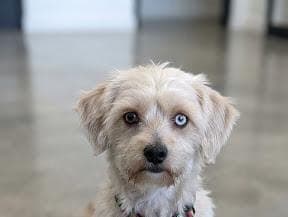 Zeze Melez Köpek, İstanbul