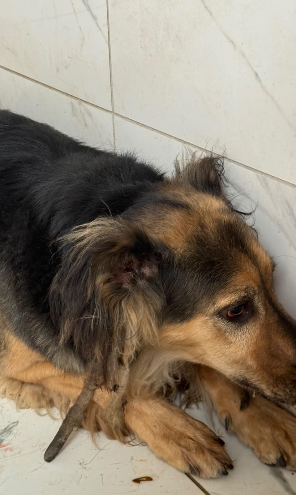 Zozi Melez Köpek, İstanbul