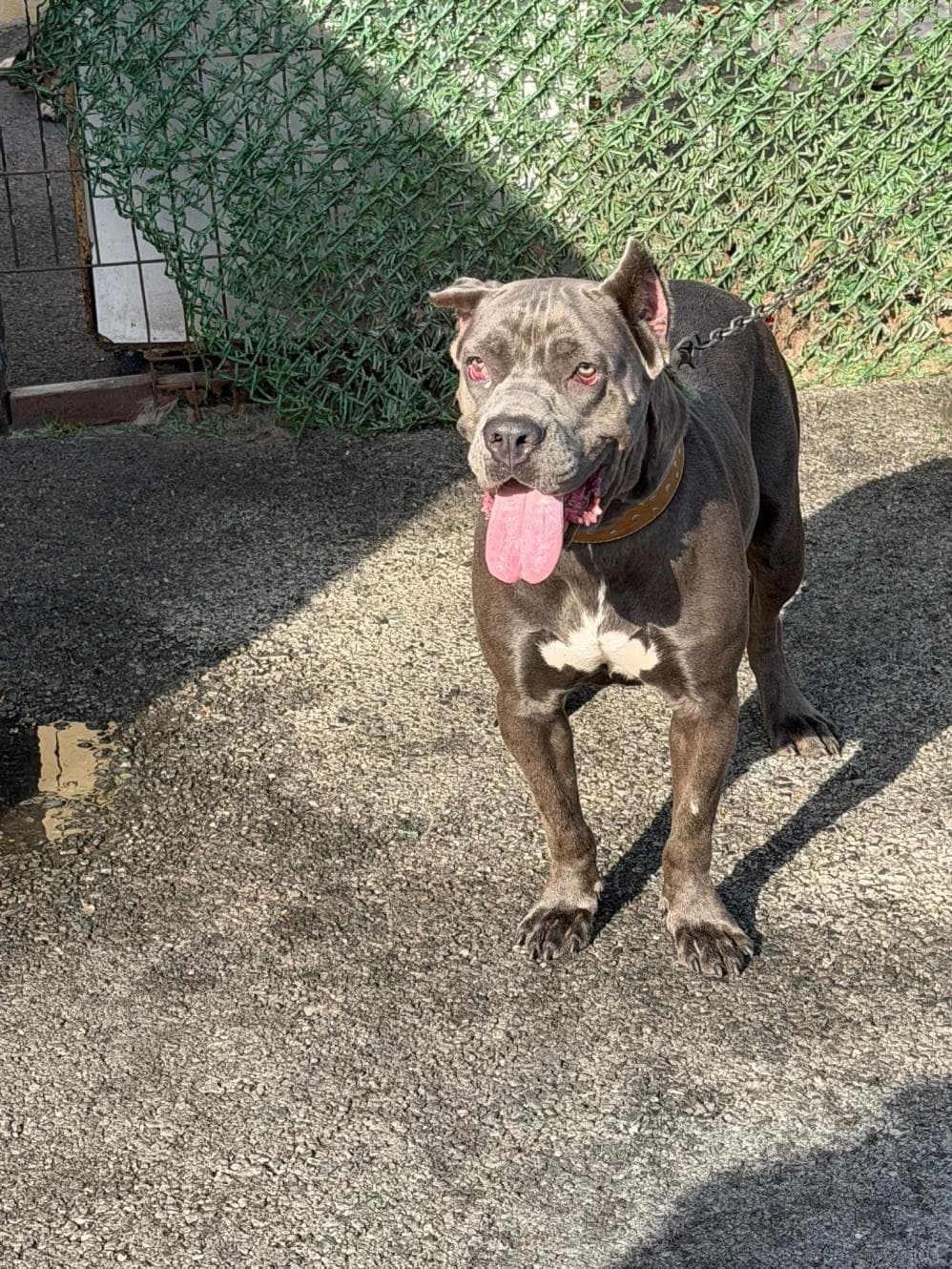 Maya Cane Corso Köpek, İstanbul