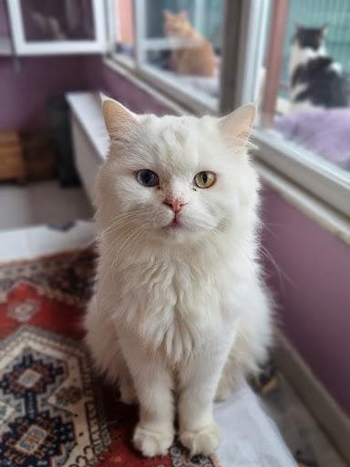 Loli Melez Köpek, İstanbul