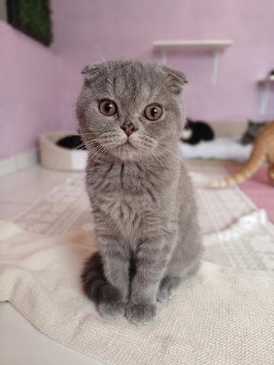 Frank British Shorthair Kedi, İstanbul
