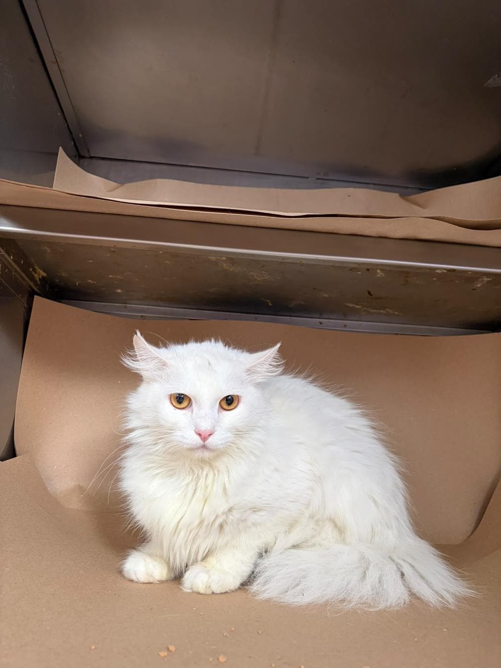 Üzüm Melez Köpek, İstanbul