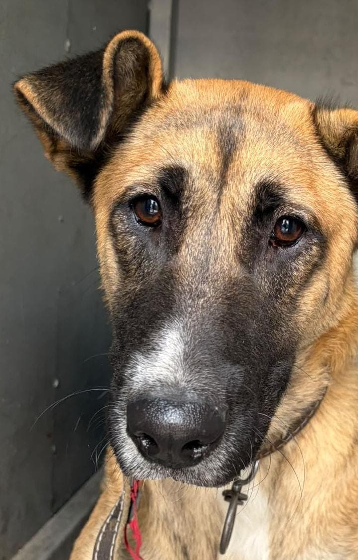 Siri Melez Köpek, İstanbul