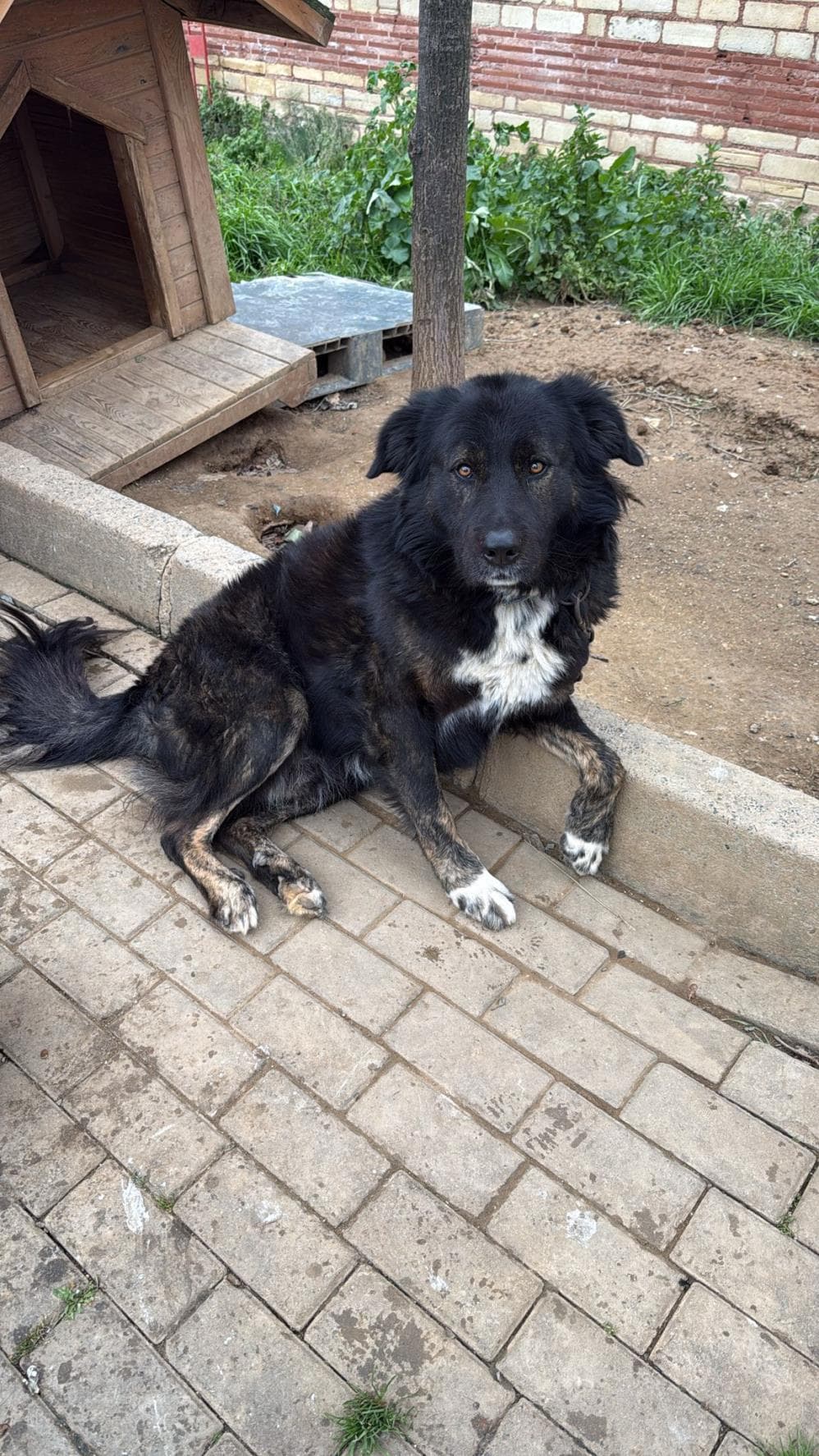 Panço Anadolu Çoban Köpeği Köpek, İstanbul