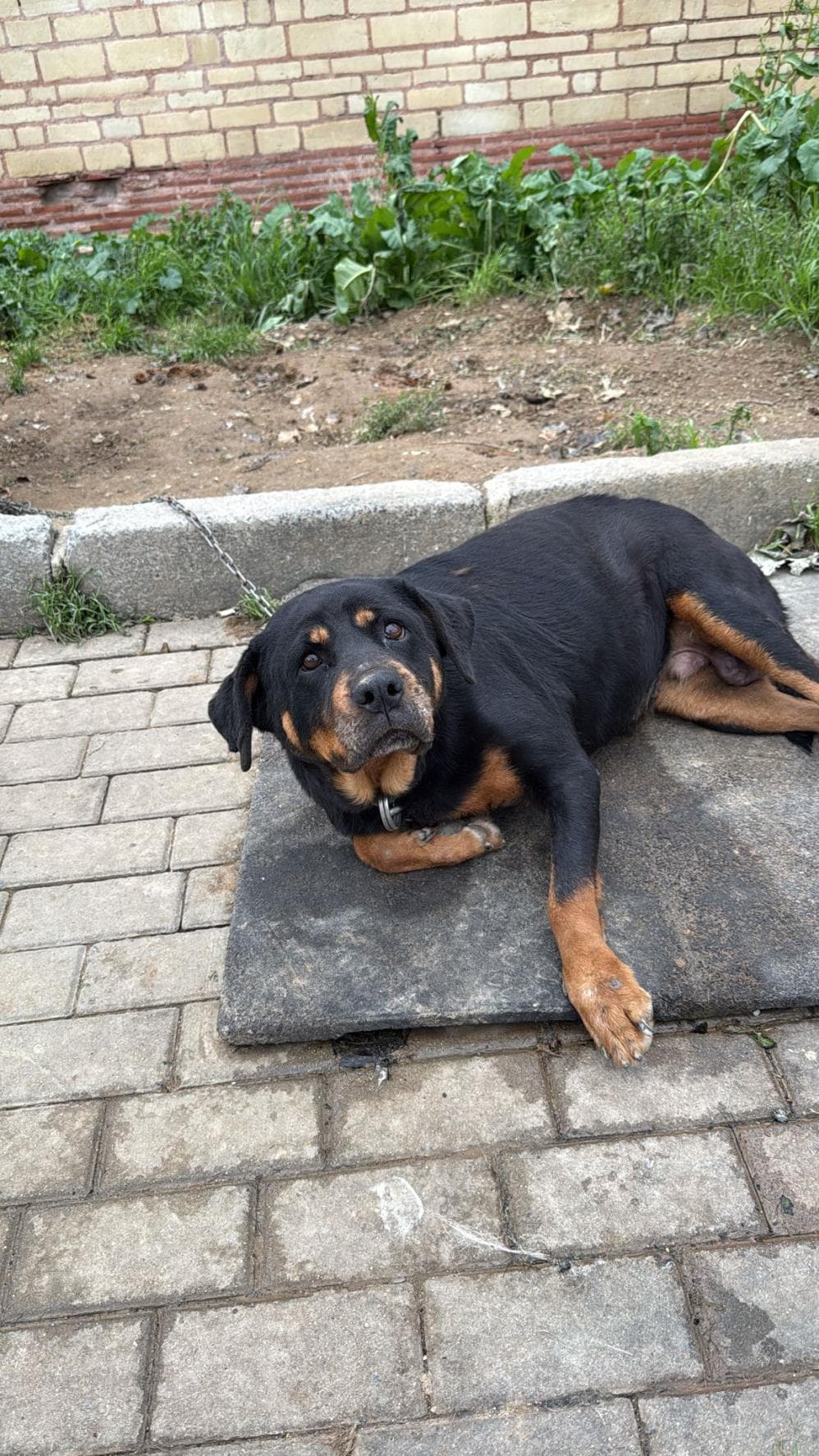 Tedy Rottweiler Köpek, İstanbul