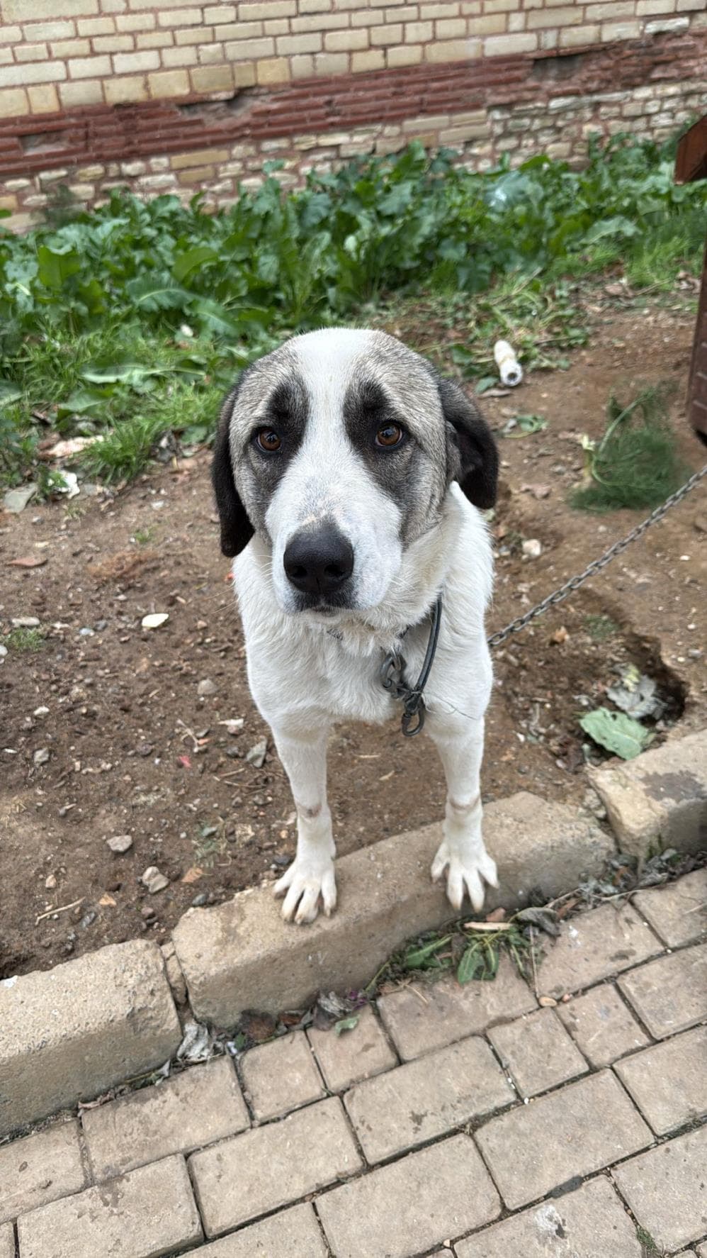 Bolulu Anadolu Çoban Köpeği Köpek, İstanbul