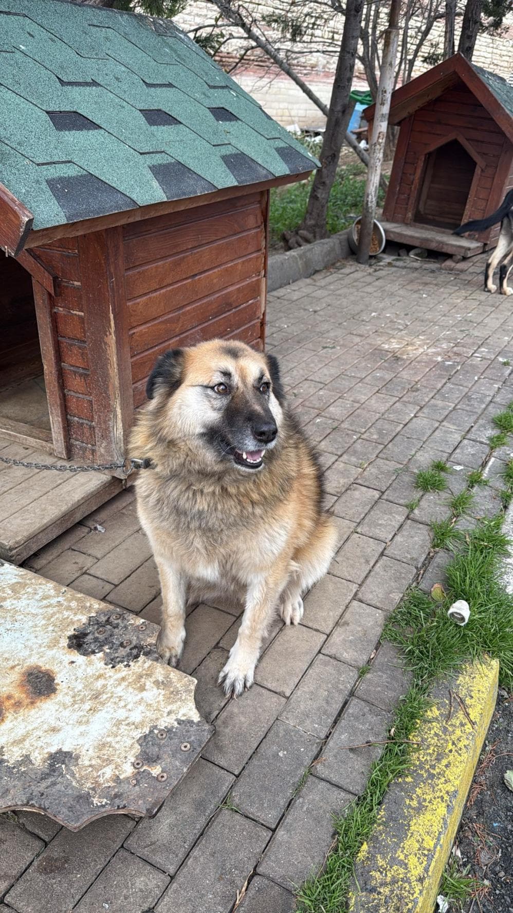 Yağmur Anadolu Çoban Köpeği Köpek, İstanbul