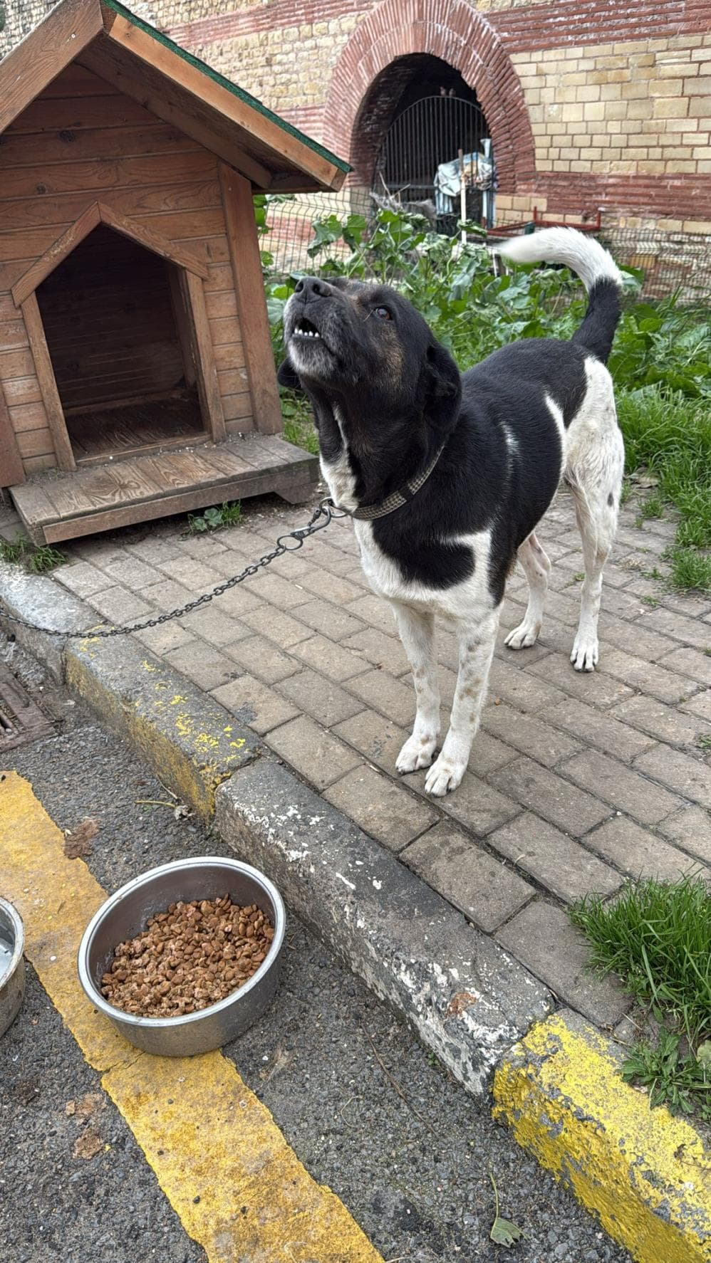 Puding Av Köpeği Köpek, İstanbul