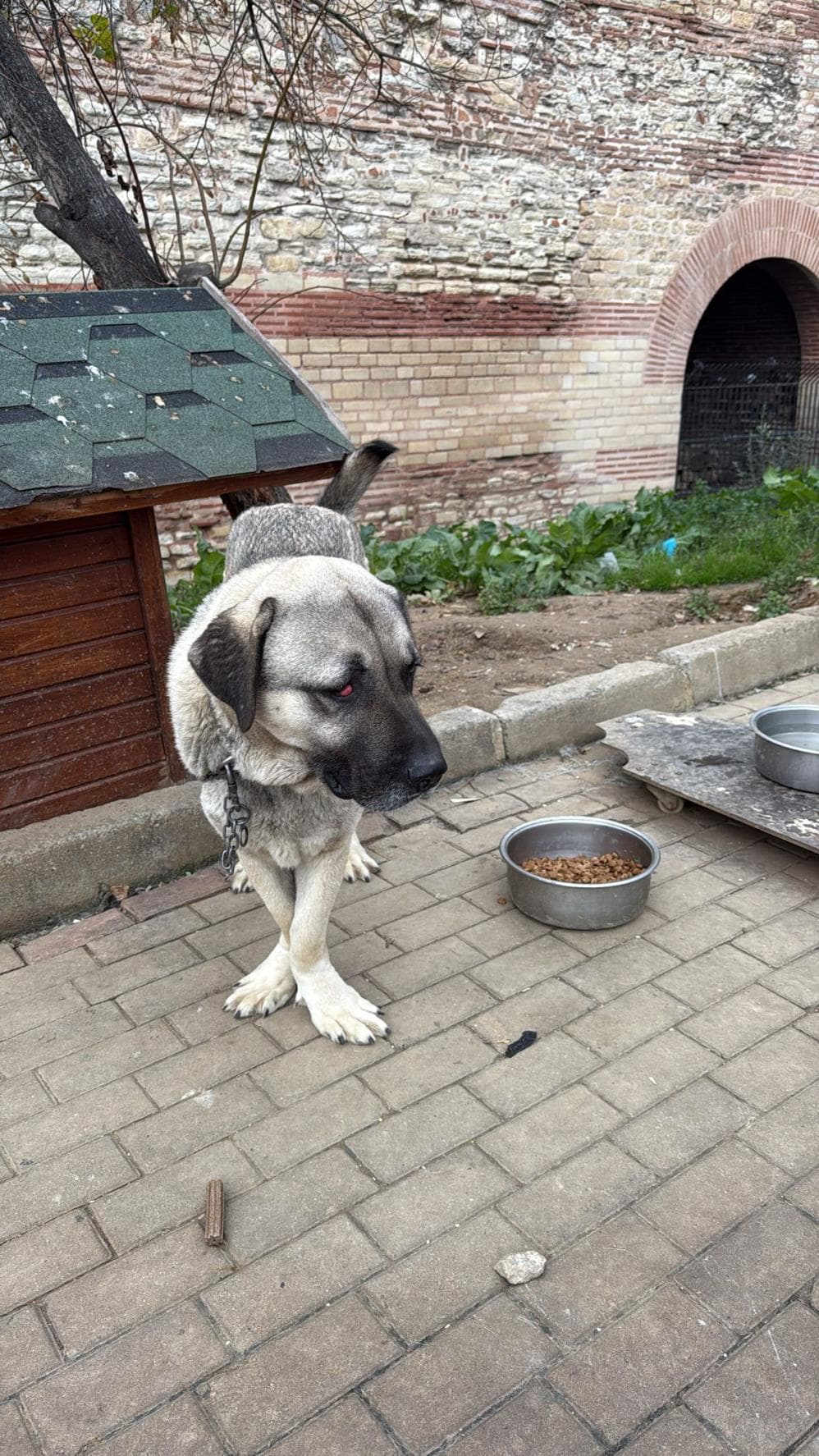 Minik Kangal Köpek, İstanbul