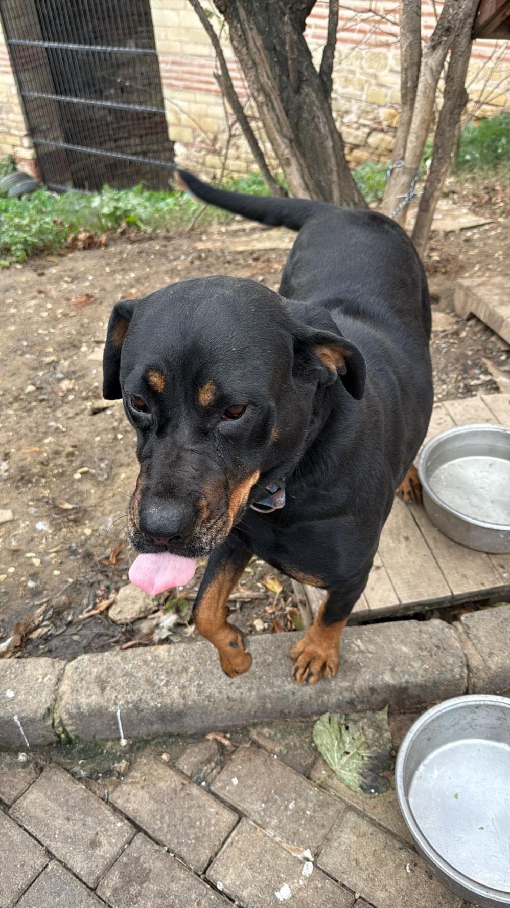 Betty Rottweiler Köpek, İstanbul