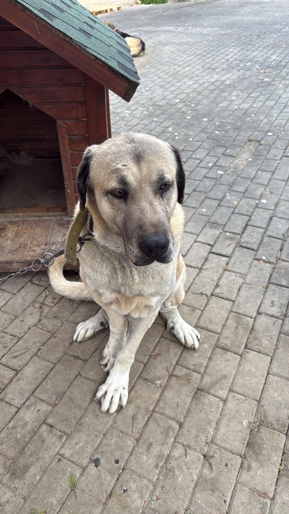 Efe Kangal Köpek, İstanbul