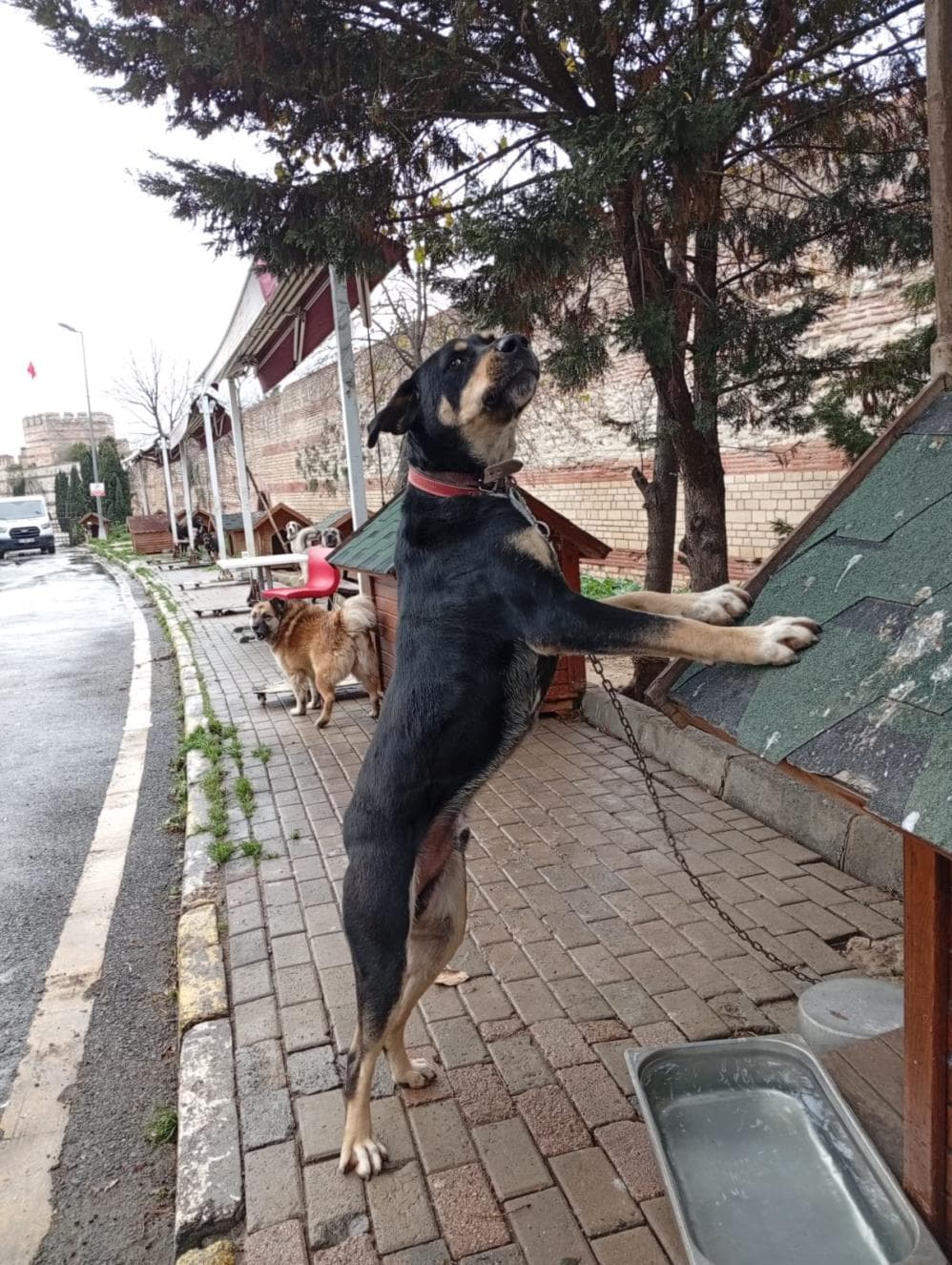 Latte Rottweiler Köpek, İstanbul
