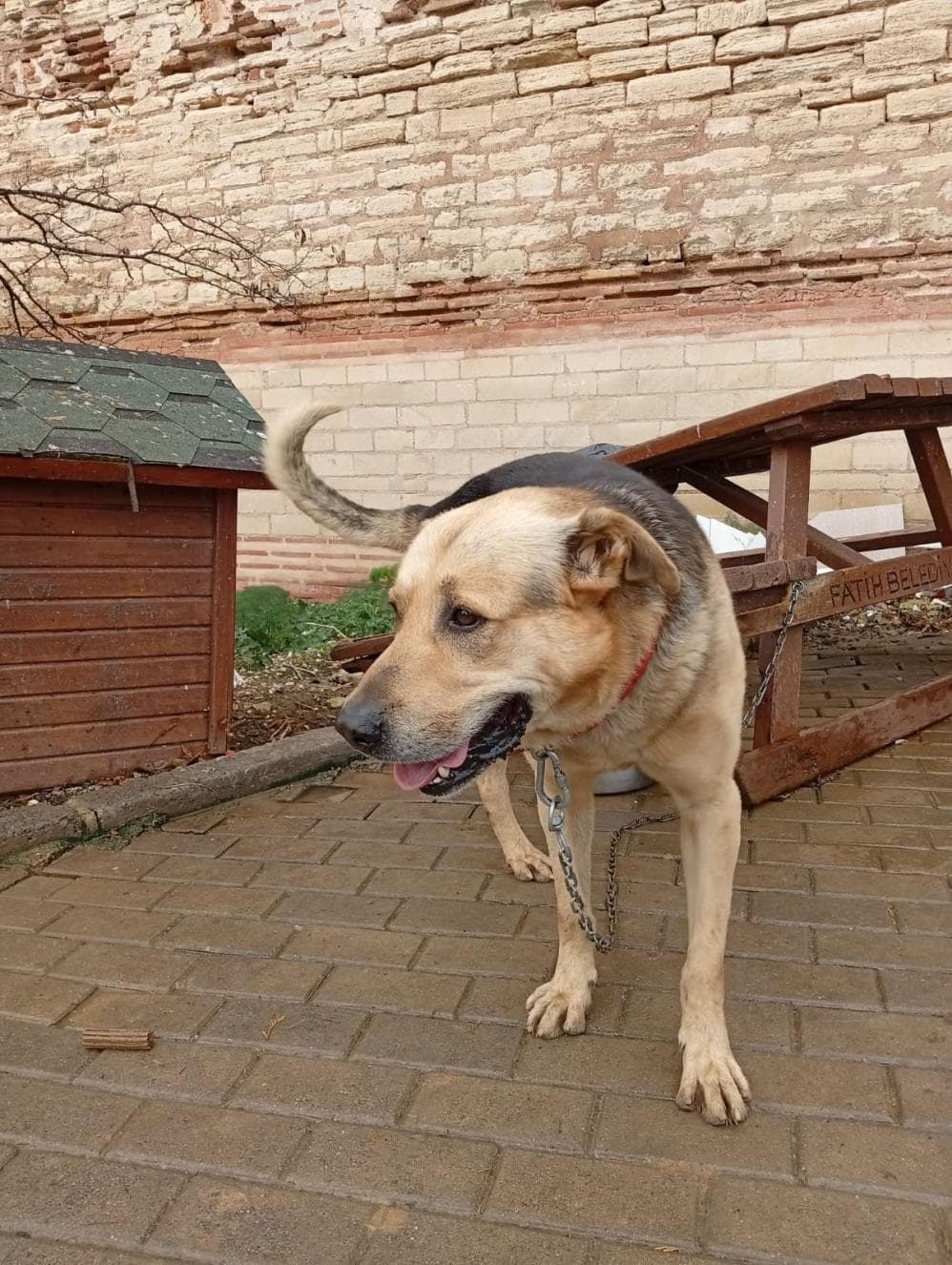 Haydut Anadolu Çoban Köpeği Köpek, İstanbul