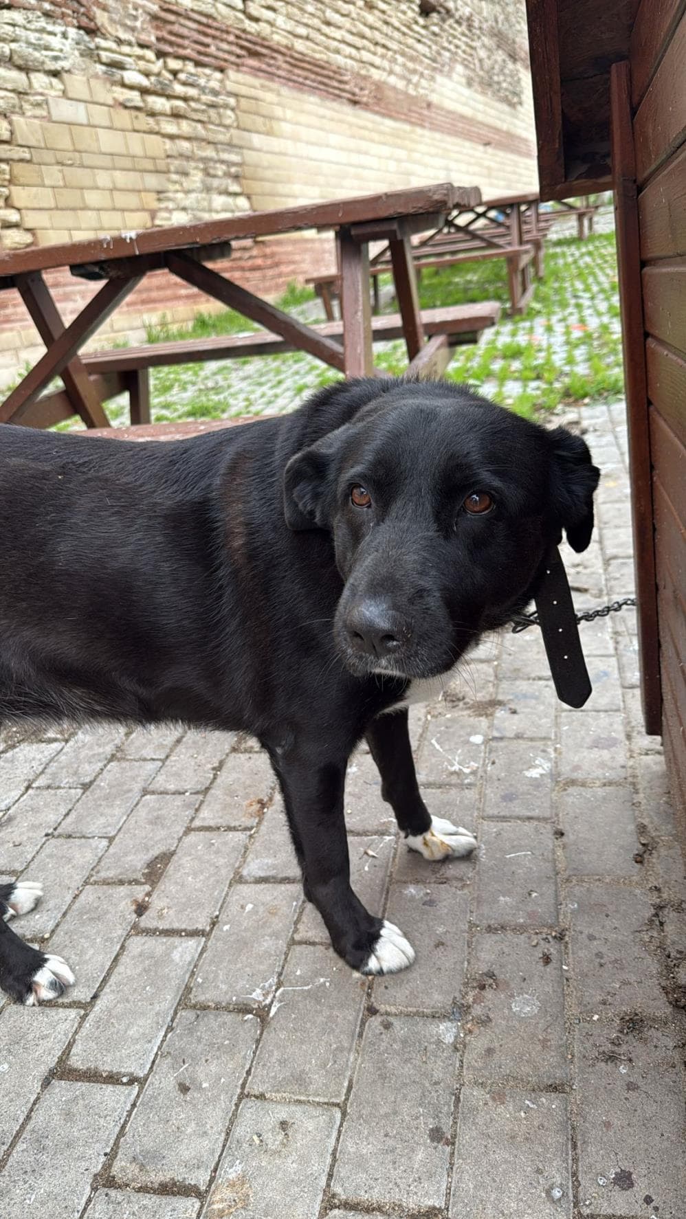 Arap Anadolu Çoban Köpeği Köpek, İstanbul